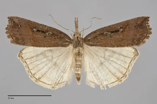 Hypena californica