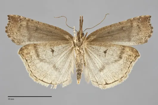 Hypena californica