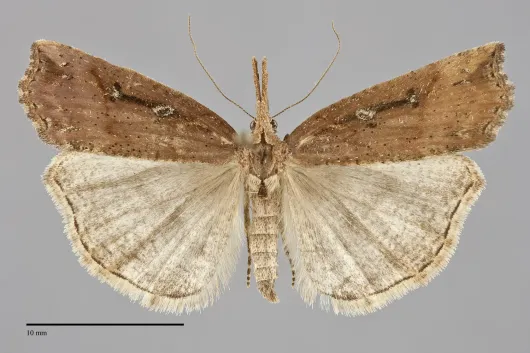 Hypena californica