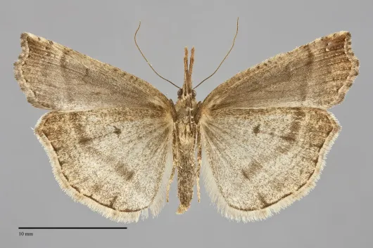 Hypena californica