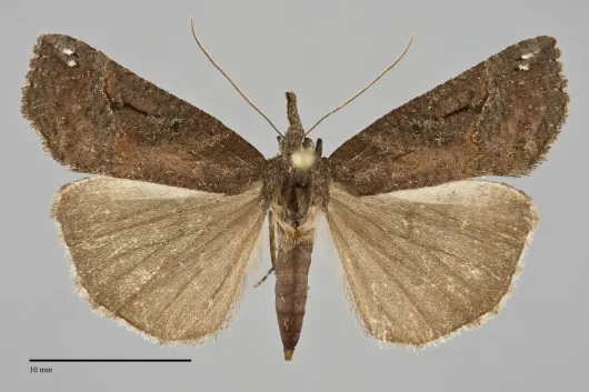 Hypena decorata