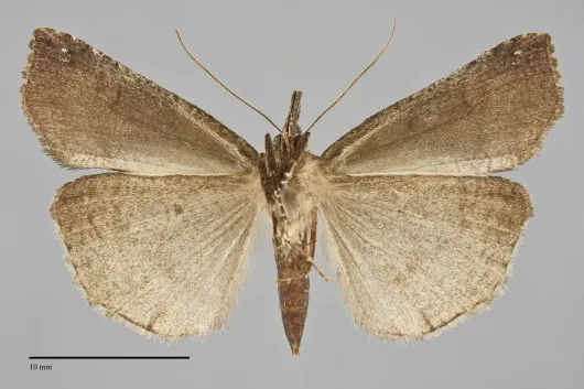 Hypena decorata