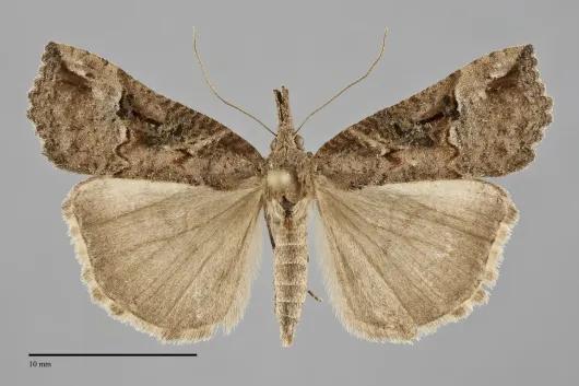 Hypena decorata