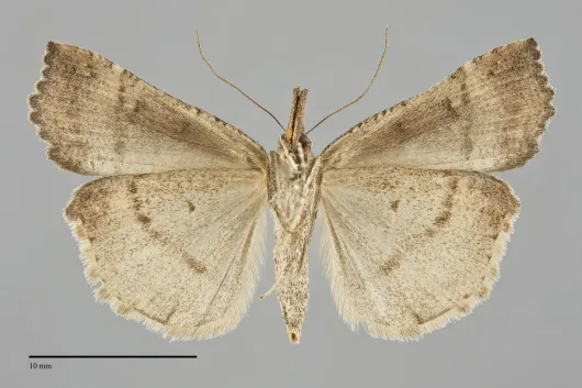Hypena decorata