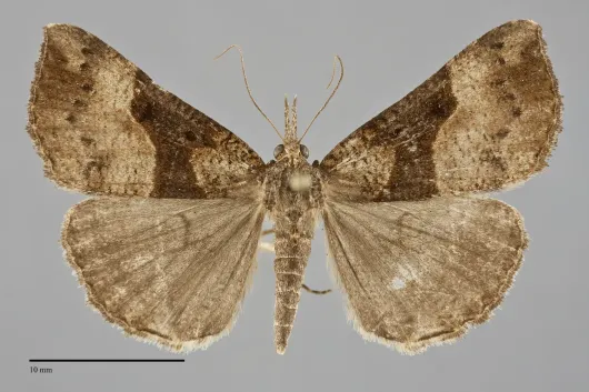 Hypena edictalis