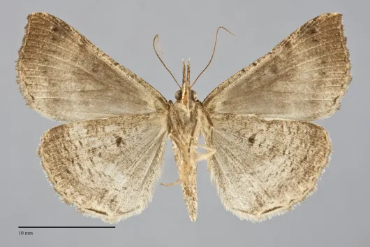Hypena edictalis