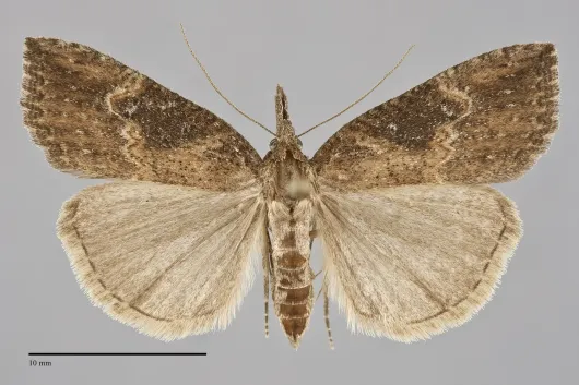Hypena humuli