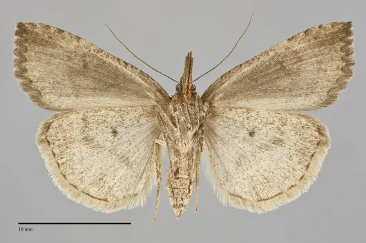 Hypena humuli
