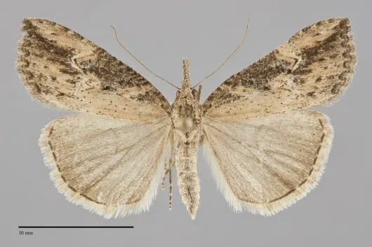 Hypena humuli