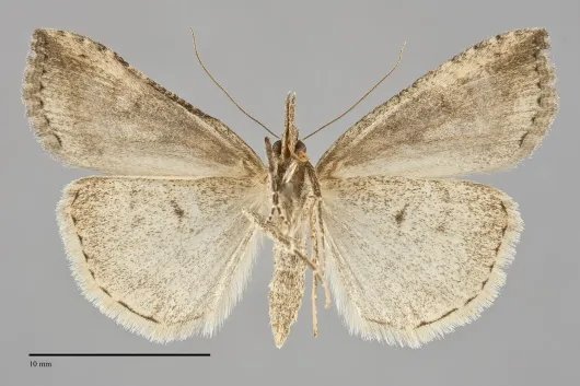 Hypena humuli