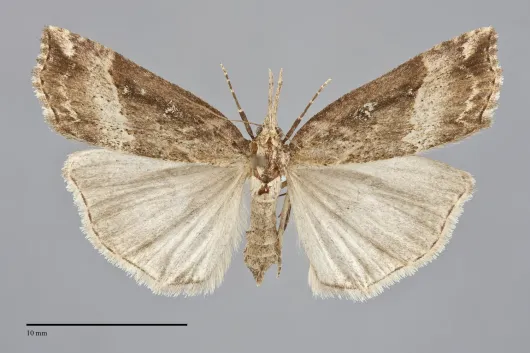 Hypena modestoides