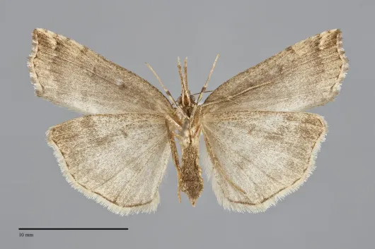 Hypena modestoides