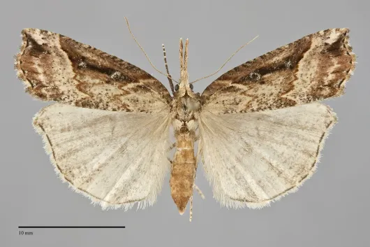 Hypena modestoides