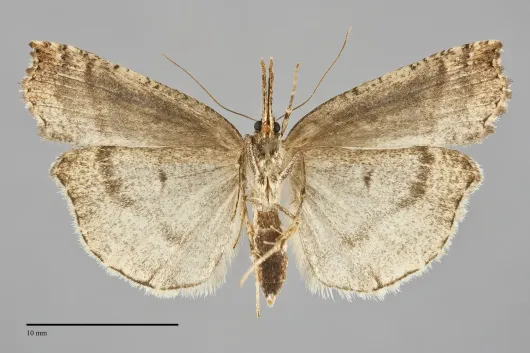 Hypena modestoides