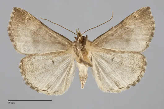 Hypena palparia