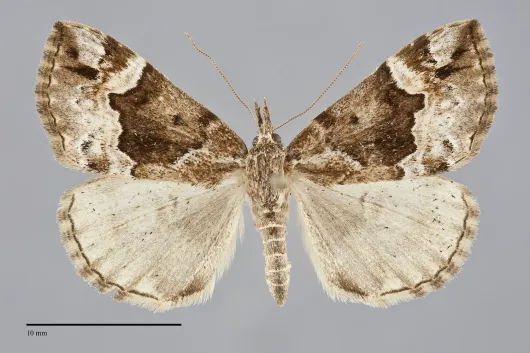Hypena palparia