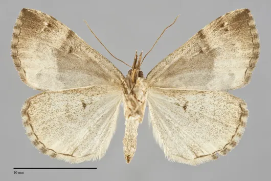 Hypena palparia