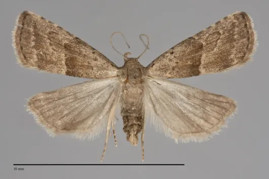Hypenodes fractilinea