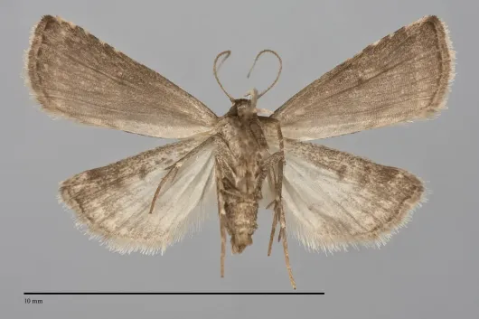 Hypenodes fractilinea