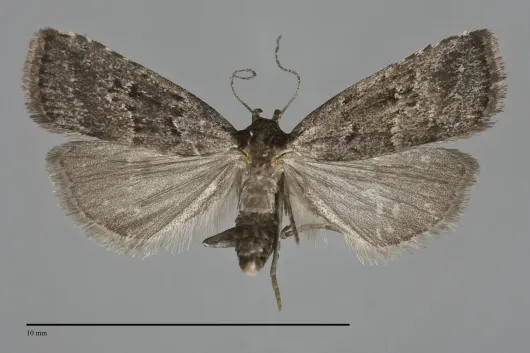 Hypenodes sombrus