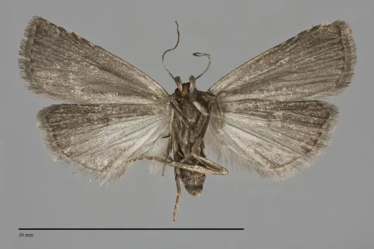 Hypenodes sombrus
