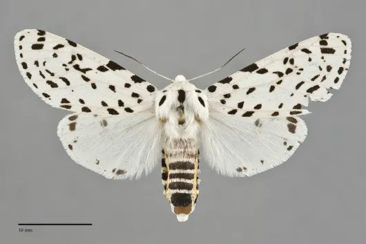 Hypercompe permaculata