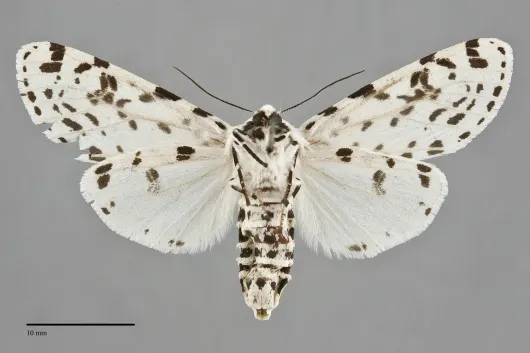 Hypercompe permaculata