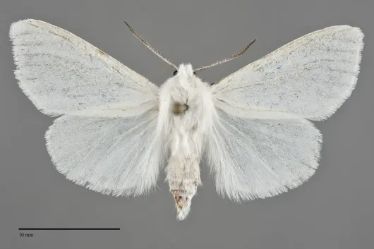 Hyphantria cunea