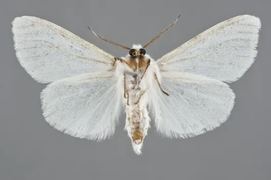 Hyphantria cunea