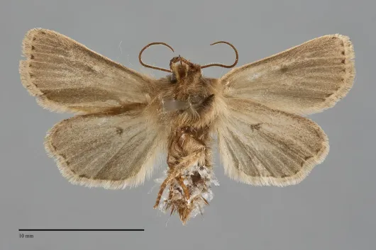 Hypocoena basistriga