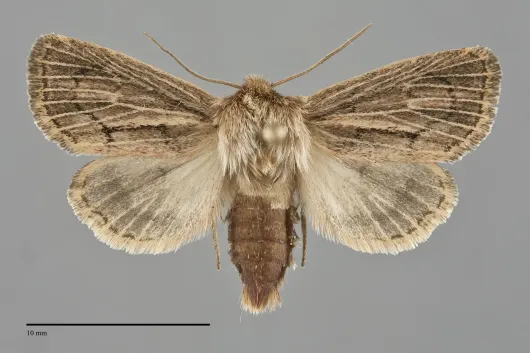Hypocoena inquinata