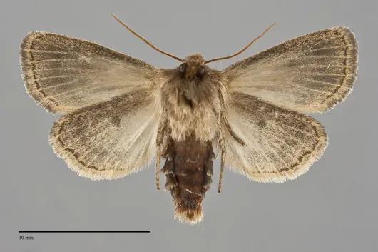 Hypocoena inquinata