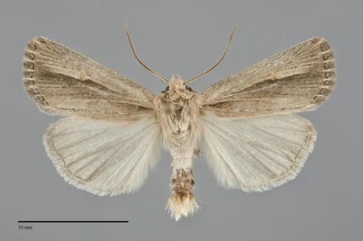 Hypocoena rufostrigata
