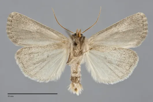 Hypocoena rufostrigata