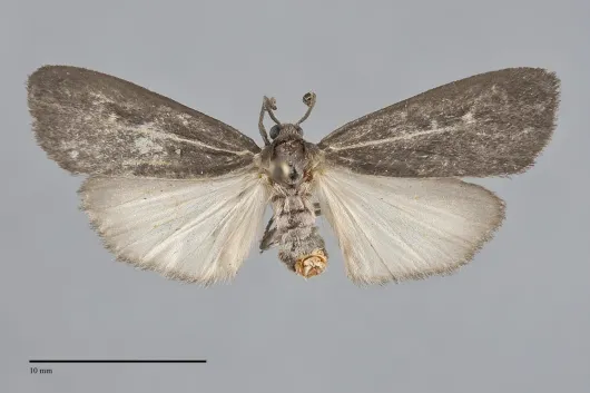 Hypoprepia inculta