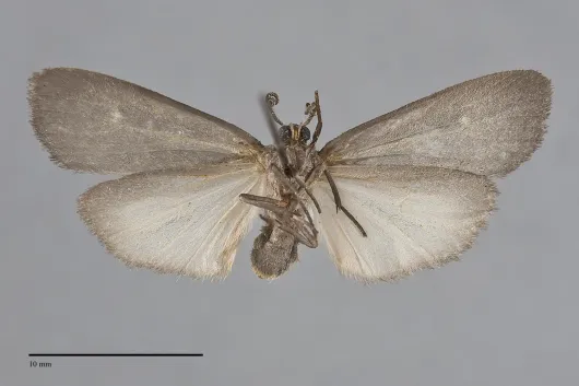 Hypoprepia inculta