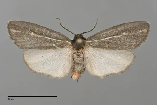 Hypoprepia inculta