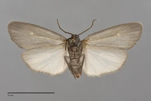 Hypoprepia inculta