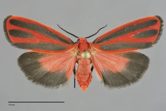 Hypoprepia miniata