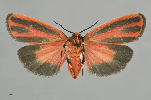 Hypoprepia miniata