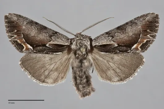 Hyppa brunneicrista