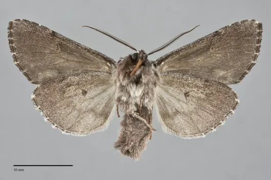 Hyppa brunneicrista