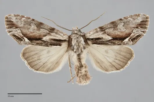 Hyppa contrasta