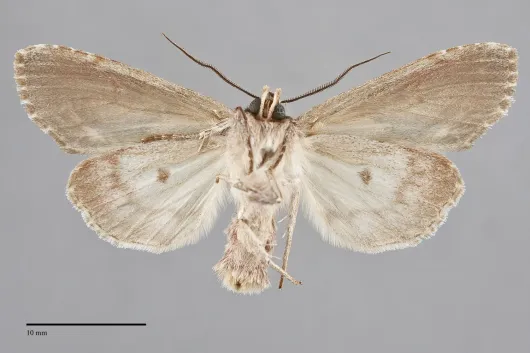 Hyppa contrasta
