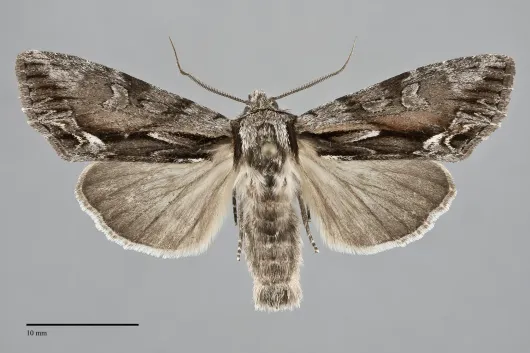 Hyppa contrasta