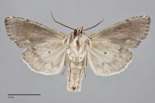 Hyppa contrasta