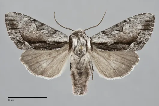 Hyppa indistincta