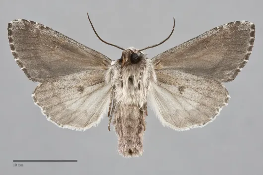 Hyppa indistincta
