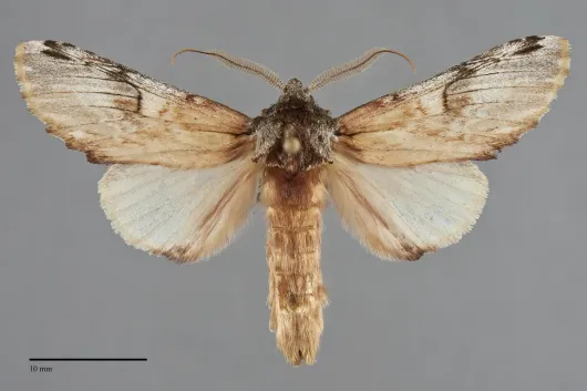 Ianassa pallida