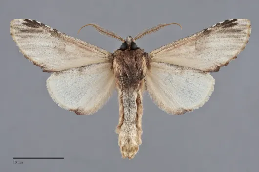 Ianassa pallida